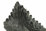 Bizarre Shark (Edestus) Jaw Section with Tooth - Carboniferous #269638-2